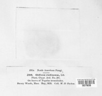 Venturia radiosa image